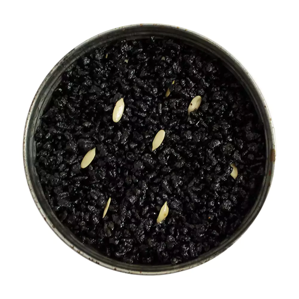 Bombay Chikni (Dollar), 100g (Pack of 3)-1.webp